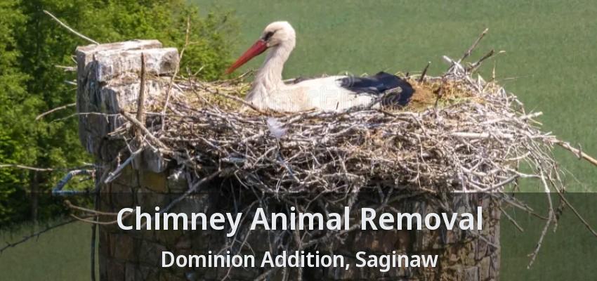 Chimney Animal Removal Dominion Addition, Saginaw - TX Chimney Animal Removal Dominion Addition, Saginaw - TX