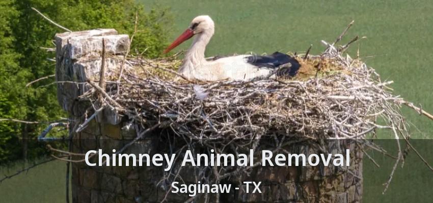 Chimney Animal Removal Saginaw - TX Chimney Animal Removal Saginaw - TX